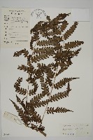 藏品(無苞蕨)的圖片