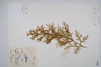 藏品(燈龍草)的圖片