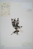 藏品(厚葉蕨)的圖片