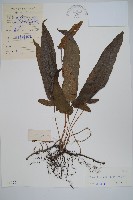 藏品(單葉新月蕨)的圖片