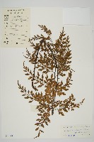 藏品(大黑柄鐵角蕨、黃鱗鐵角蕨、大羽鐵角蕨)的圖片