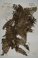 藏品(高士佛擬肋毛蕨)的圖片