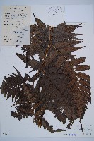 藏品(毛柄短腸蕨)的圖片