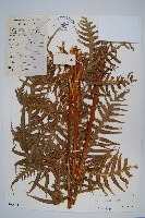 藏品(疏裂鳳尾蕨)的圖片