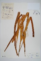 藏品(南洋石葦)的圖片