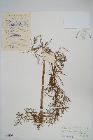 藏品(水蕨)的圖片