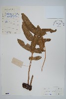 藏品(團葉槲蕨)的圖片