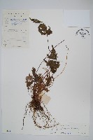 藏品(翅柄鳳尾蕨)的圖片