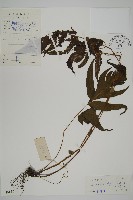 藏品(三叉蕨)的圖片