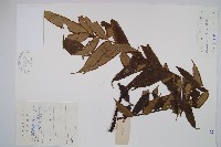 藏品(福建蓮座蕨)的圖片