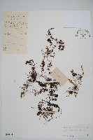 藏品(毛蕗蕨)的圖片