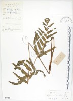 藏品(鐵毛蕨、毛蕨)的圖片