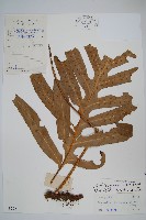 藏品(海南瘤蕨)的圖片