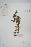 藏品(水蕨)的圖片
