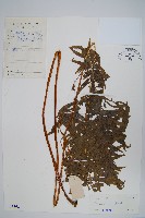 藏品(疏裂鳳尾蕨)的圖片