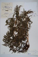 藏品(普通針毛蕨)的圖片