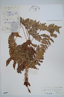 藏品(海南複葉耳蕨)的圖片