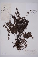 藏品(扇葉鐵線蕨)的圖片