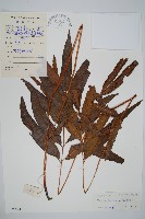 藏品(竹葉蕨)的圖片