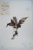 藏品(溪邊假毛蕨)的圖片