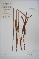 藏品(唇邊書帶蕨)的圖片