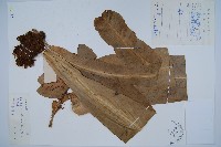 藏品(巢蕨)的圖片