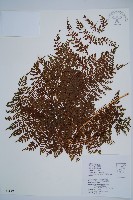 藏品(魚鱗蕨)的圖片