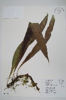 藏品(大星蕨)的圖片