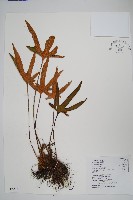 藏品(槭葉石葦)的圖片