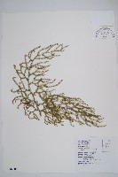 藏品(過山龍)的圖片