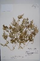 藏品(玉山卷柏)的圖片