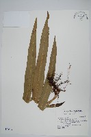 藏品(星蕨)的圖片