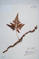 藏品(闊葉骨碎補)的圖片