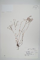 藏品(分枝莎草蕨)的圖片