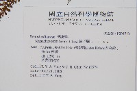 藏品(稀子蕨)的圖片