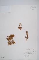 藏品(玉山石松)的圖片