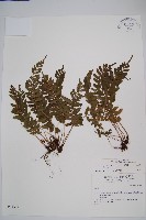 藏品(刺蕨)的圖片