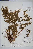 藏品(天草鳳尾蕨)的圖片