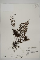 藏品(旱蕨)的圖片