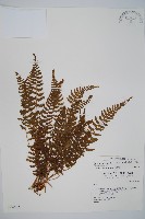 藏品(細毛碗蕨)的圖片