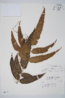 藏品(細柄雙蓋蕨)的圖片