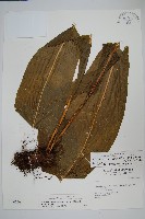 藏品(龍骨星蕨)的圖片