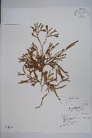 藏品(玉山石松)的圖片