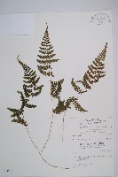 藏品(蓬萊蹄蓋蕨)的圖片