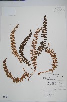 藏品(芽胞耳蕨、芽孢耳蕨)的圖片