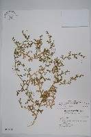 藏品(疏葉卷柏)的圖片