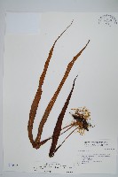 藏品(粵瓦葦)的圖片