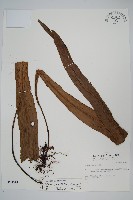 藏品(星蕨)的圖片