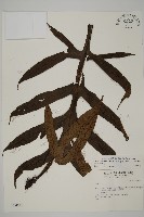 藏品(翅柄三叉蕨)的圖片