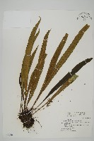 藏品(劍葉鐵角蕨、箭葉鐵角蕨)的圖片